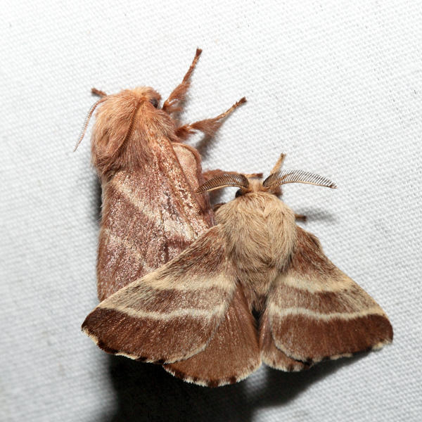 7701 - Eastern Tent Caterpillar Moth - Malacosoma americana (mating)
