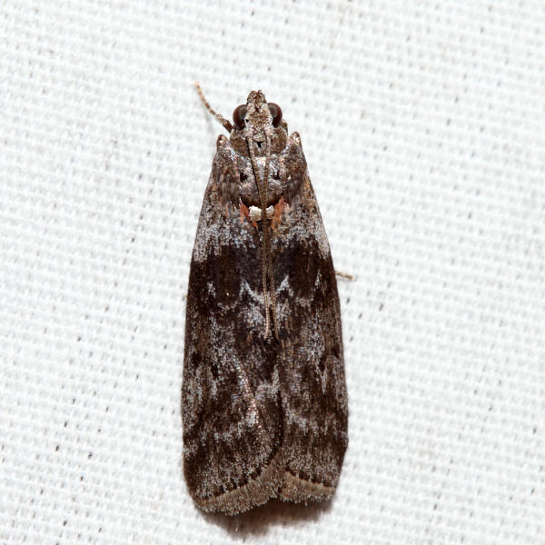 5796  Locust Leafroller Moth  Sciota subcaesiella