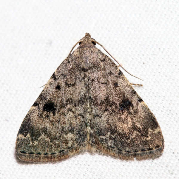 8323 - Common Idia - Idia aemula