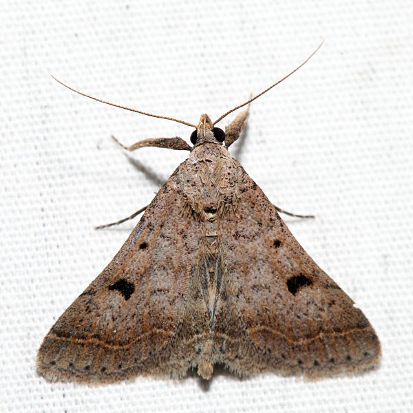 8370  Bent-winged Owlet  Bleptina caradrinalis