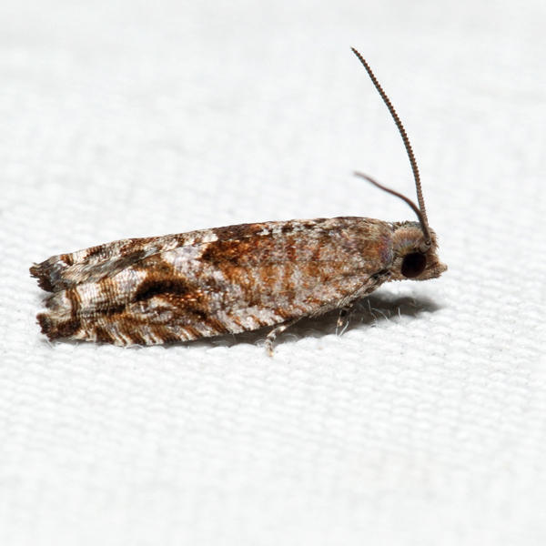 3276 - Holly Tortrix - Rhopobota naevana