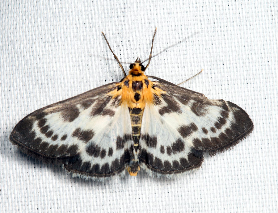 4952 - Small Magpie - Anania hortulata