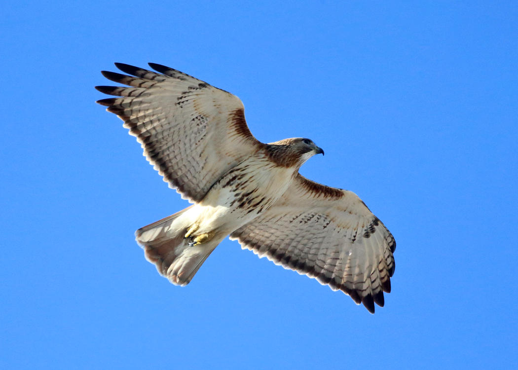 Red-tailed Hawk - Buteo jamaicensis