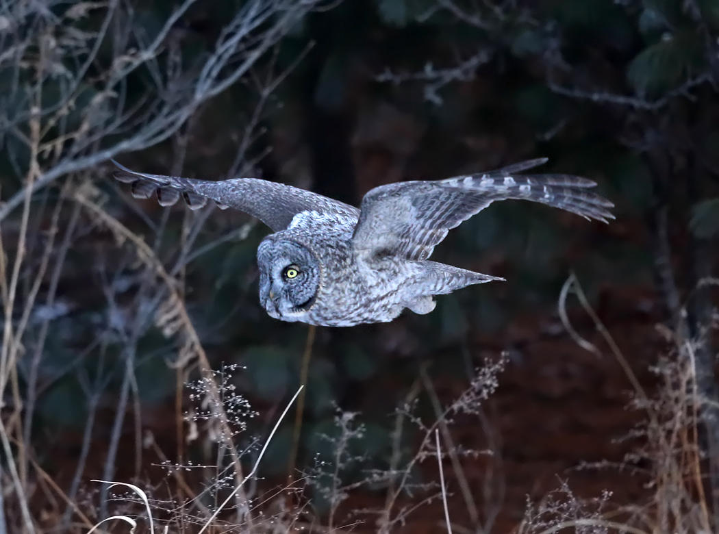 Great Gray Owl - Strix nebulosa