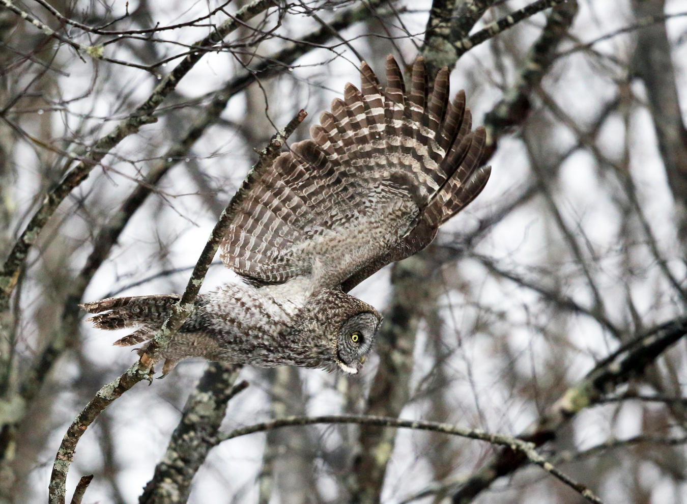 Great Gray Owl - Strix nebulosa