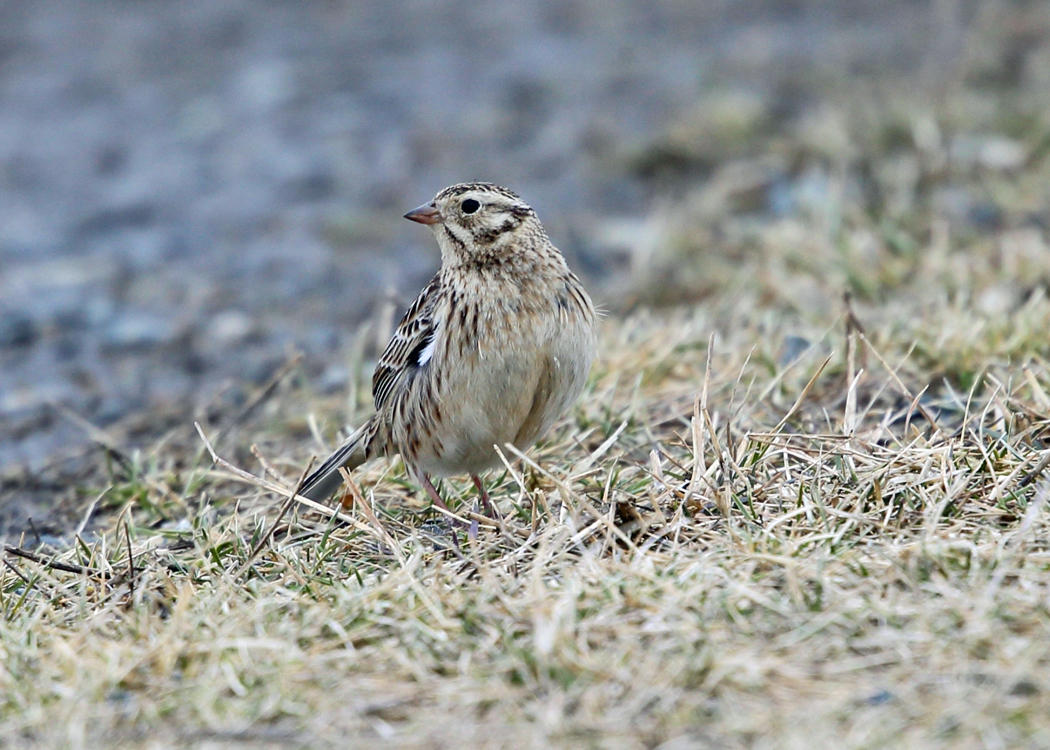Smiths Longspur - Calcarius pictus