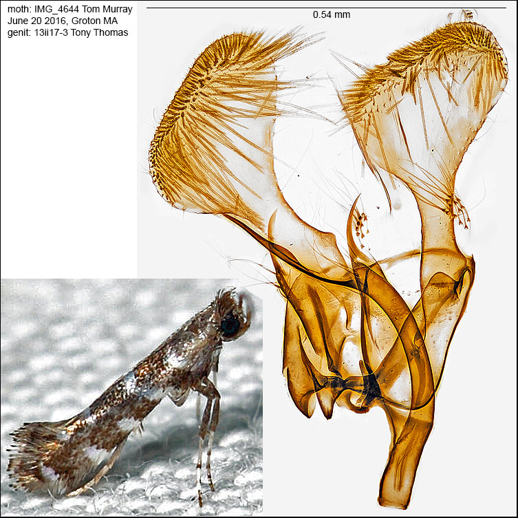 0680 - Parornix preciosella