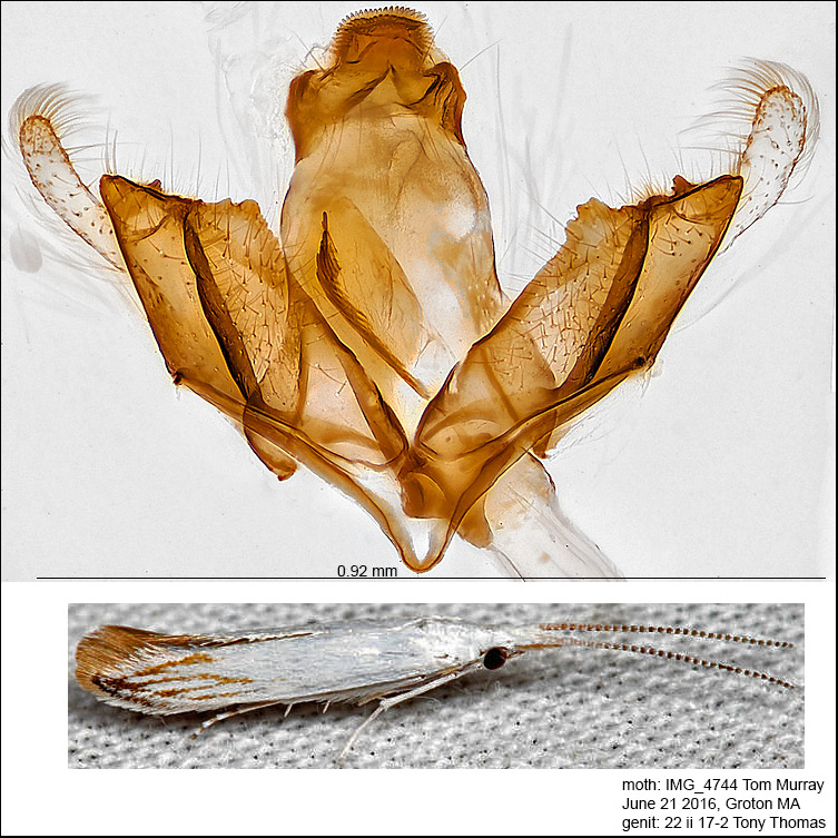 1257 - Coleophora atromarginata? IMG_4744.jpg