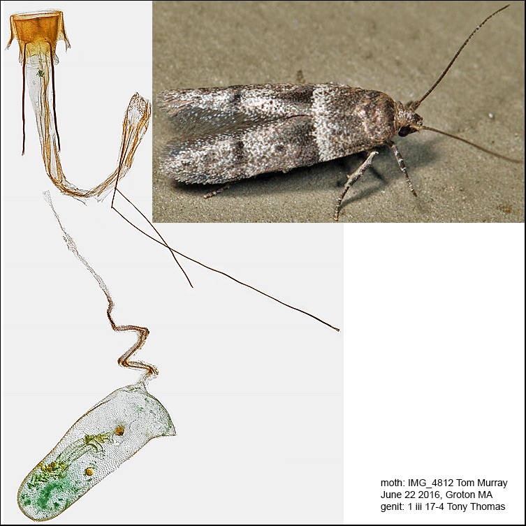 1167 - Blastobasis pulchella
