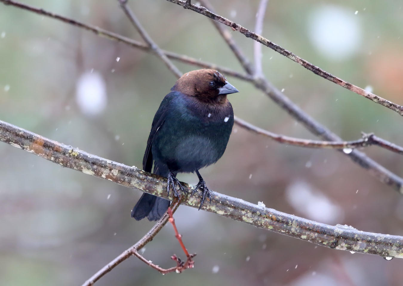 Brown-headed Cowbird - Molothrus ater