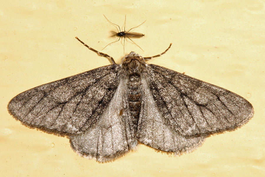 6658  Half-wing  Phigalia titea