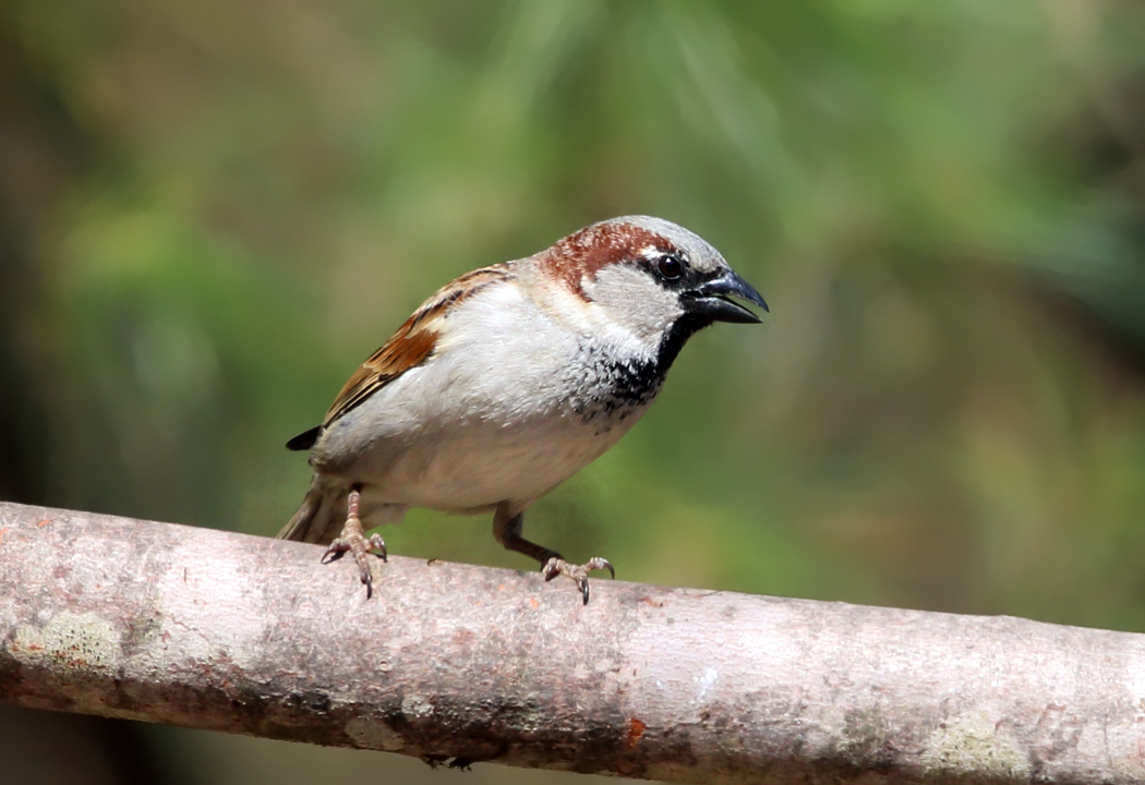 House Sparrow - Passer domesticus