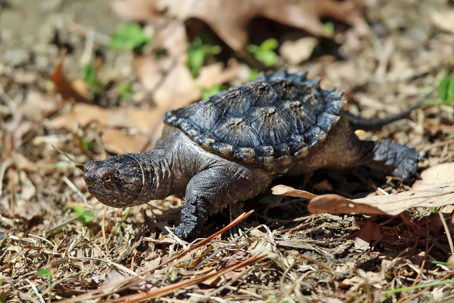 young Common Snapping Turtle - Chelydra serpentina