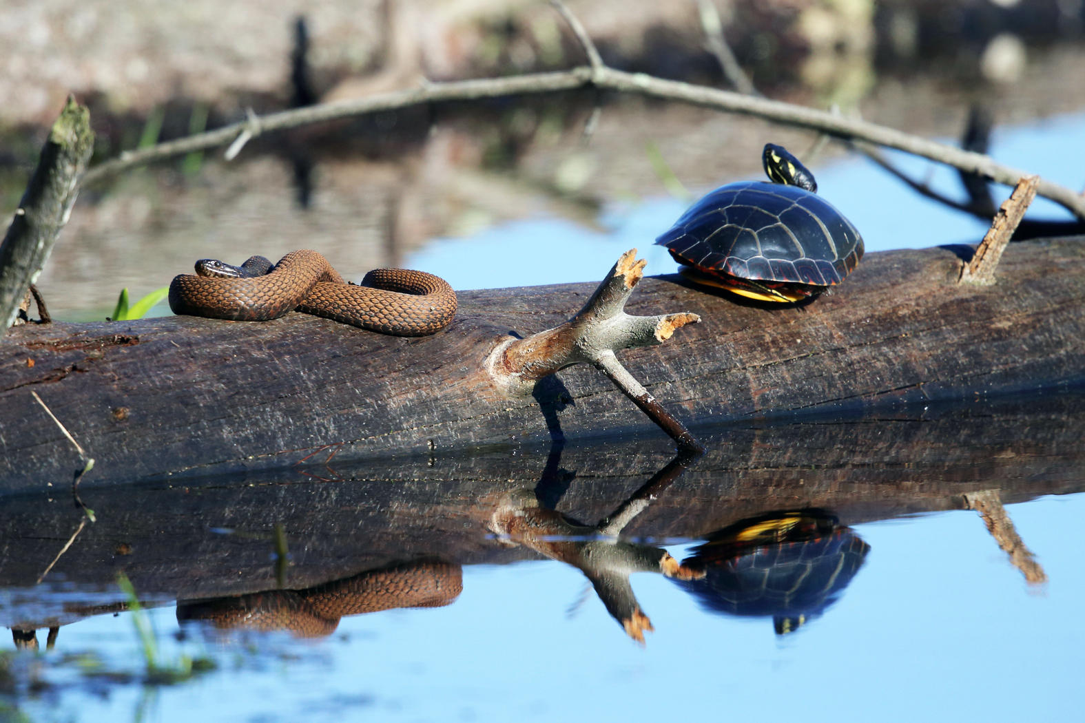 Northern Water Snake - Nerodia sipedon sipedon