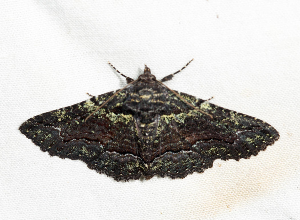 8694 - Green-dusted Zale - Zale aeruginosa