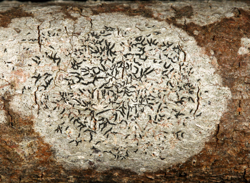 Graphis scripta - Script Lichen