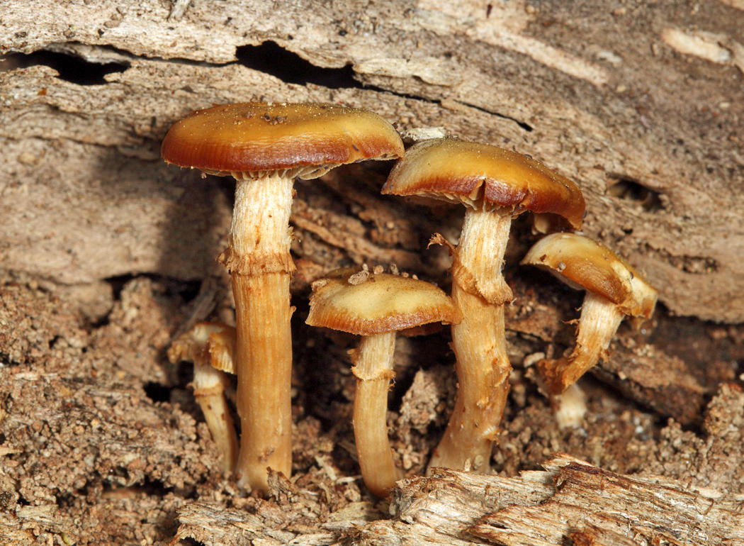 Pholiota veris