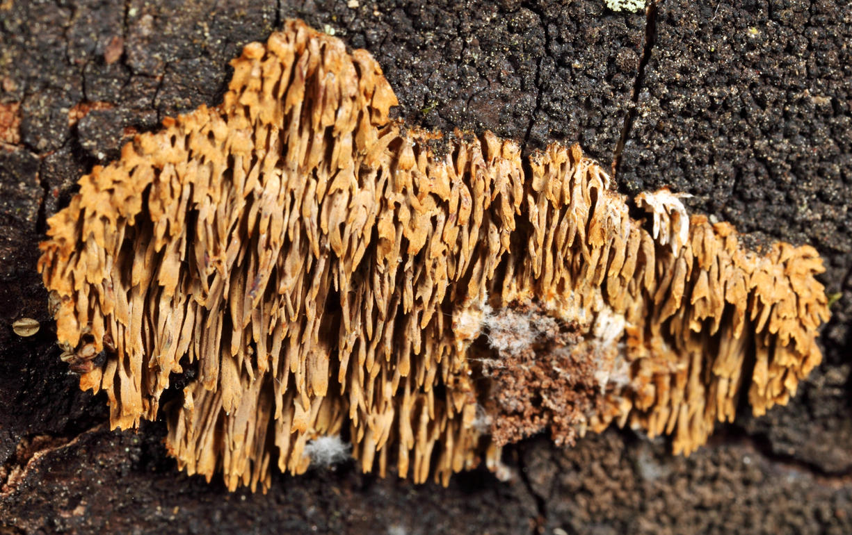 Radulomyces copelandii