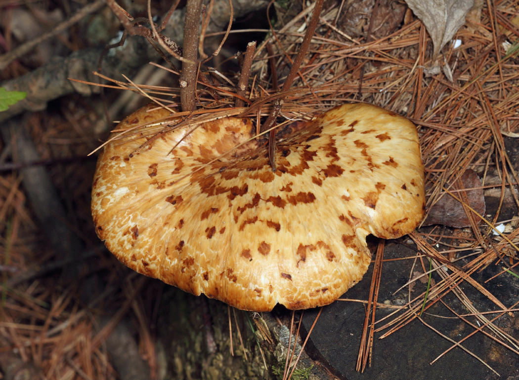 Polyporus squamosus - Dryads Saddle