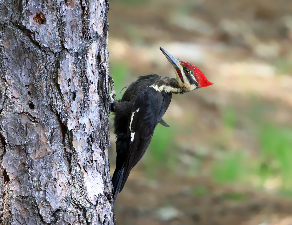 Pileated Woodpecker - Dryocopus pileatus