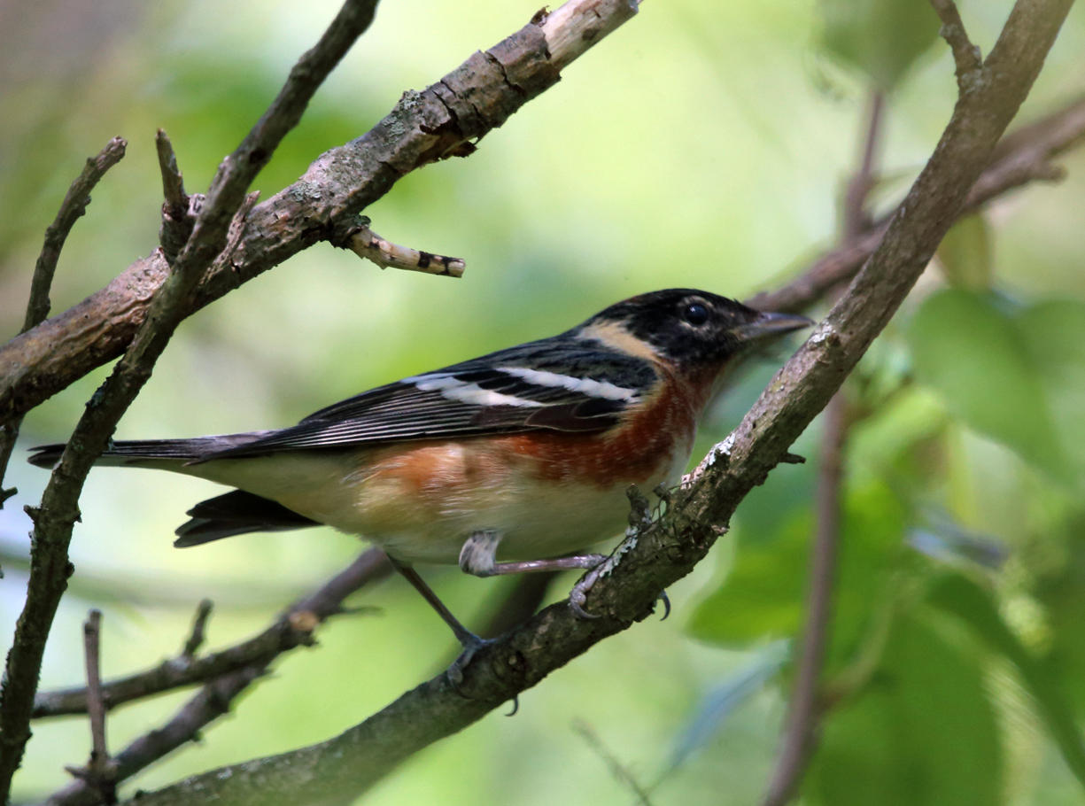 Bay-breaster Warbler - Setophaga castanea 