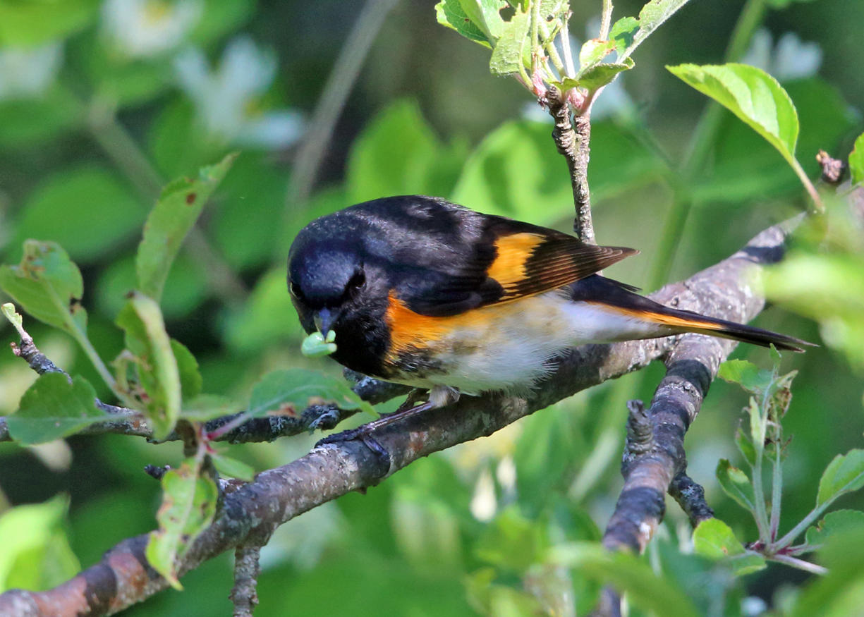 American Redstart - Setophaga ruticilla