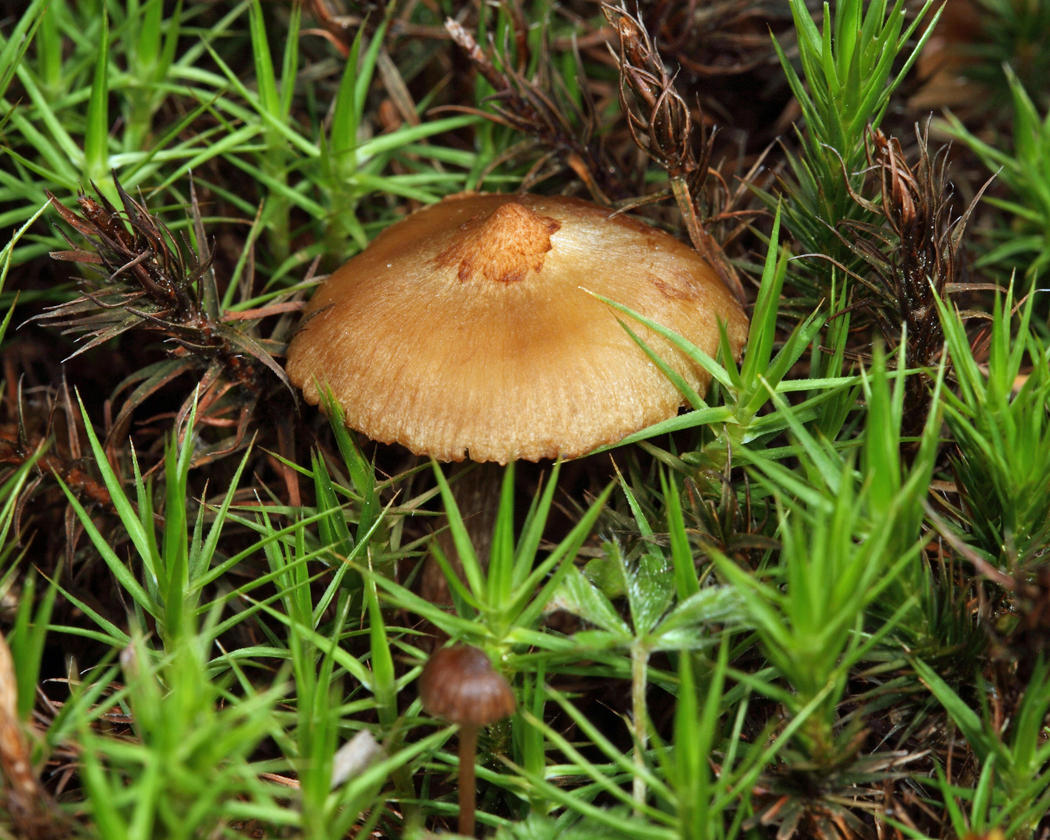 Inocybe lacera