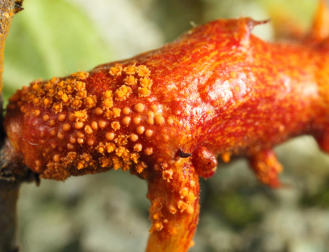 Puccinia coronota (on glossy buckthorn)