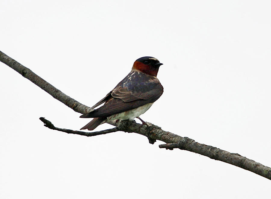 Cliff Swallow - Petrochelidon pyrrhonota 