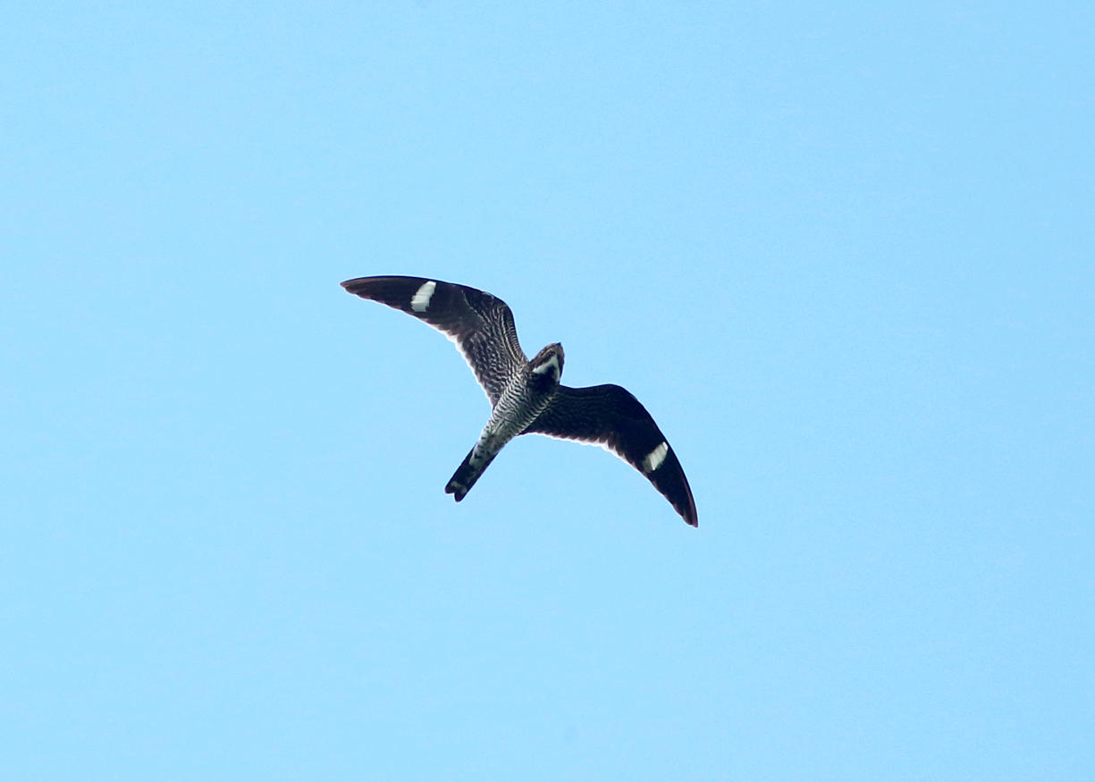 Common Nighthawk - Chordeiles minor