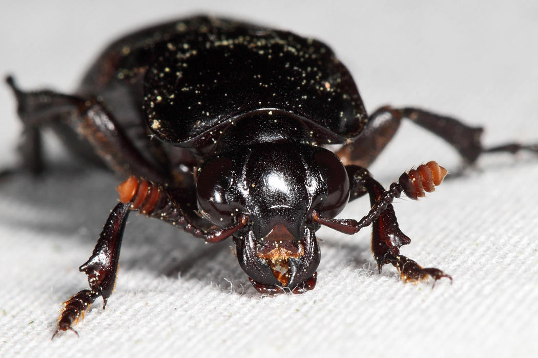 Nicrophorus pustulatus