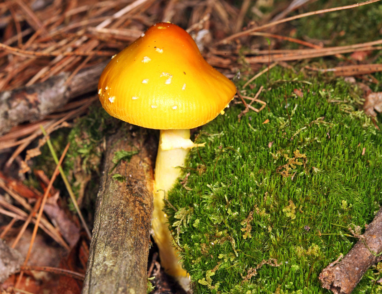 Amanita flavoconia
