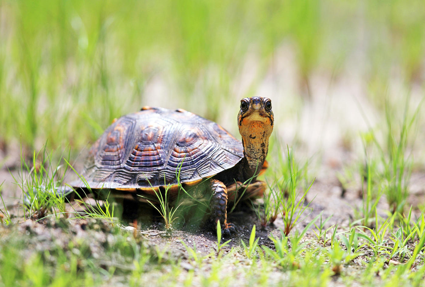 Eastern Box Turtle - Terrapene carolina