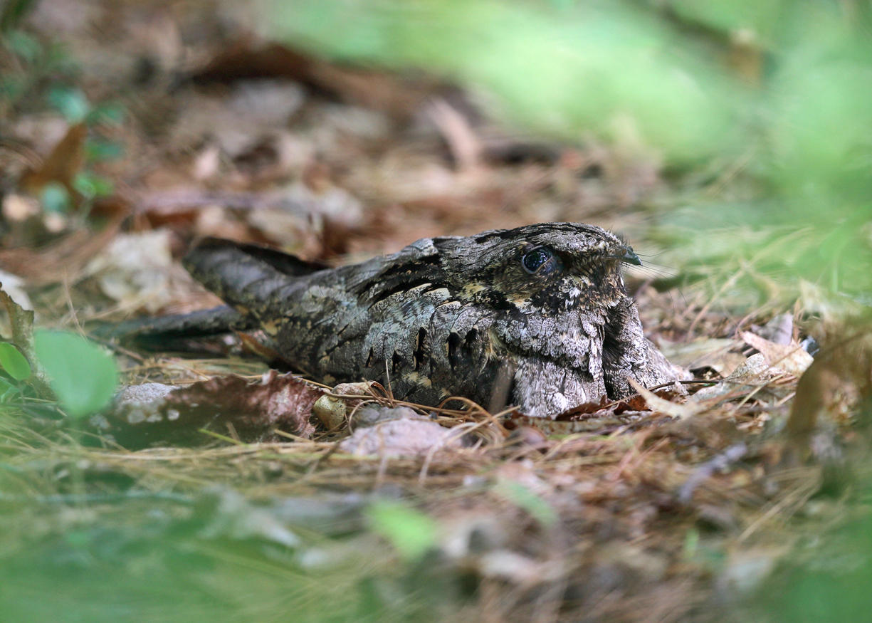 Eastern Whip-poor-will - Antrostomus vociferus