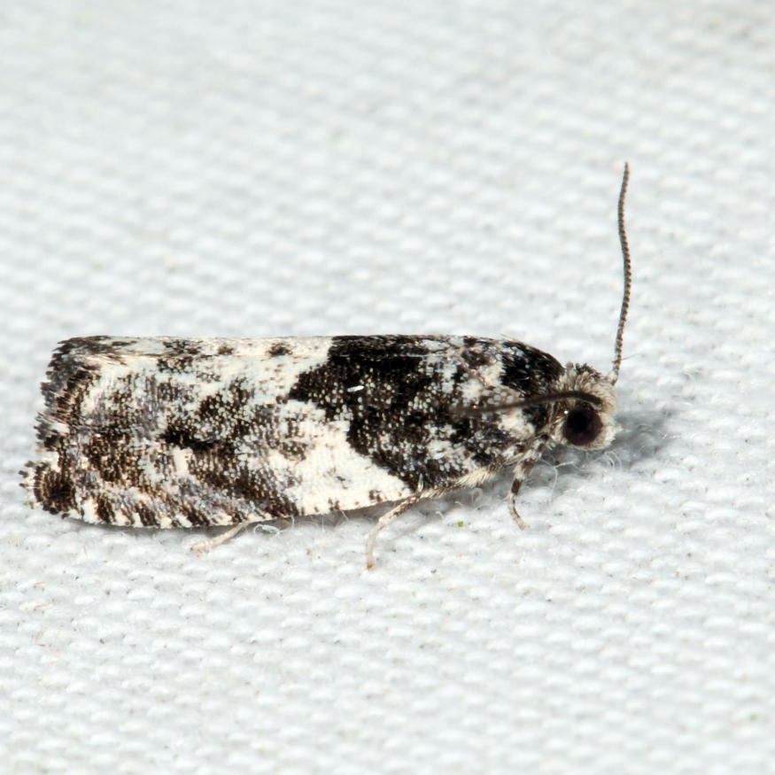 3229 - Gypsonoma adjuncta