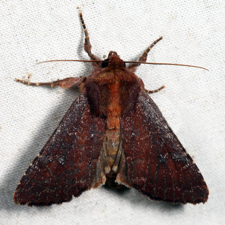 10268 - Maroonwing - Sideridis maryx