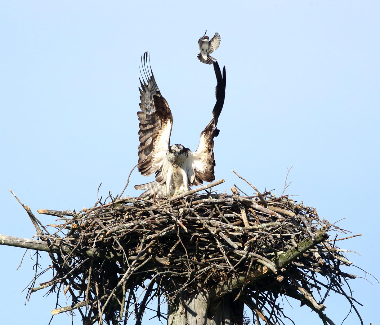 Osprey - Pandion haliaetus