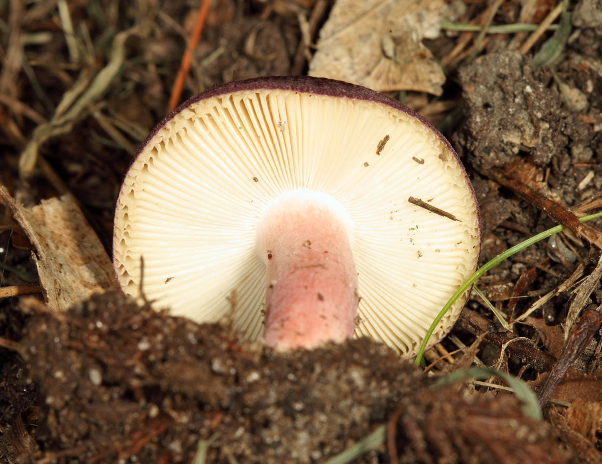 Russula mariae