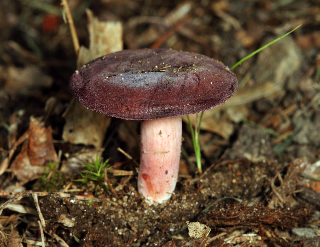 Russula mariae