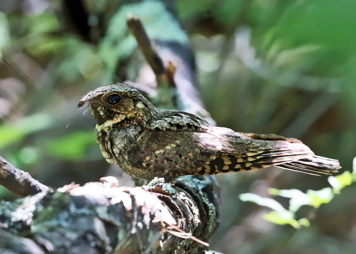 Eastern Whip-poor-will - Antrostomus vociferus