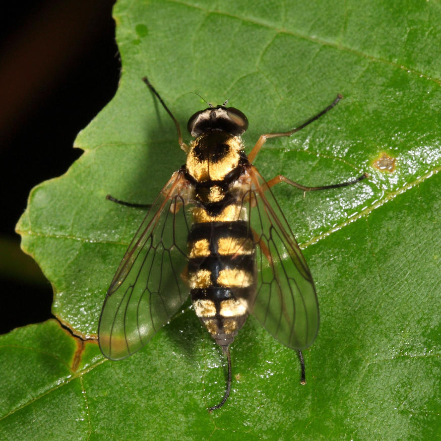 Ornate Snipe Fly - Chrysopilus ornatus