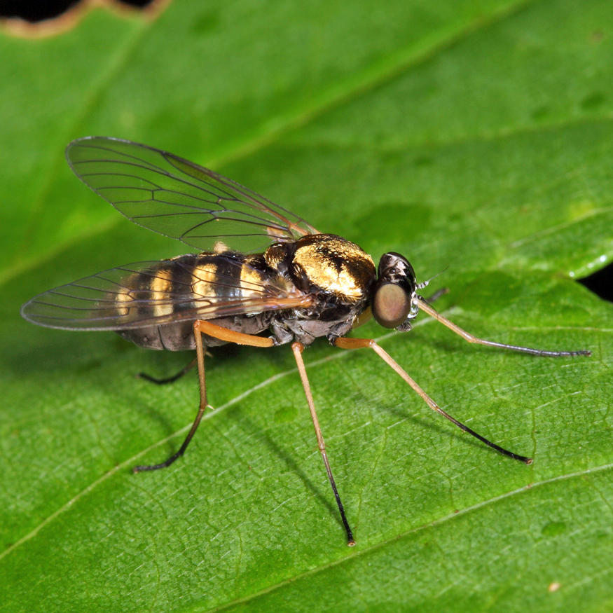 Ornate Snipe Fly - Chrysopilus ornatus