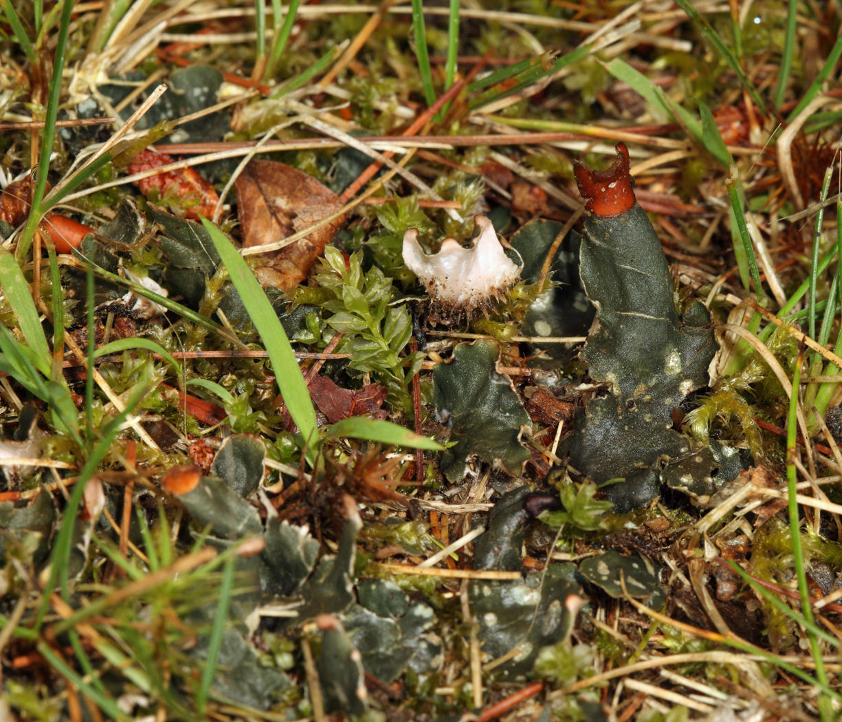 Peltigera membranacea (dog lichen)