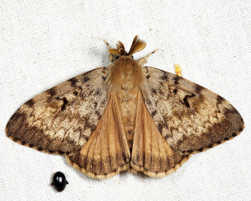8318 - Gypsy Moth - Lymantria dispar