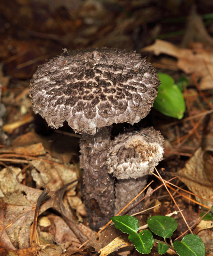  Old-Man-of-the-Woods Strobilomyces strobilaceus 