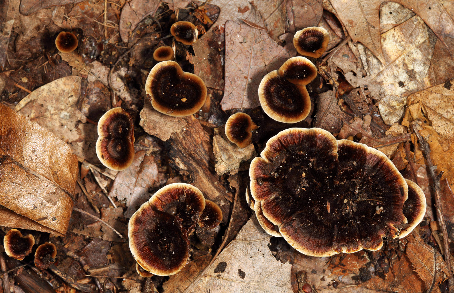 Shiny Cinnamon Polypore - Coltricia cinnamomea 