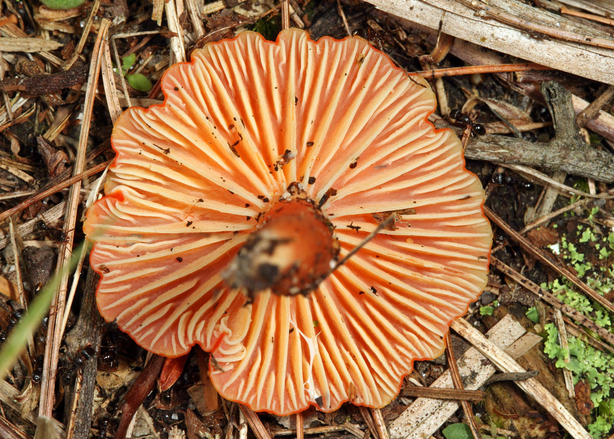 Hygrocybe sp.