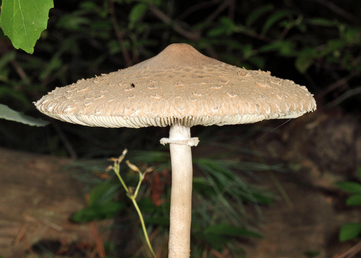 Macrolepiota procera