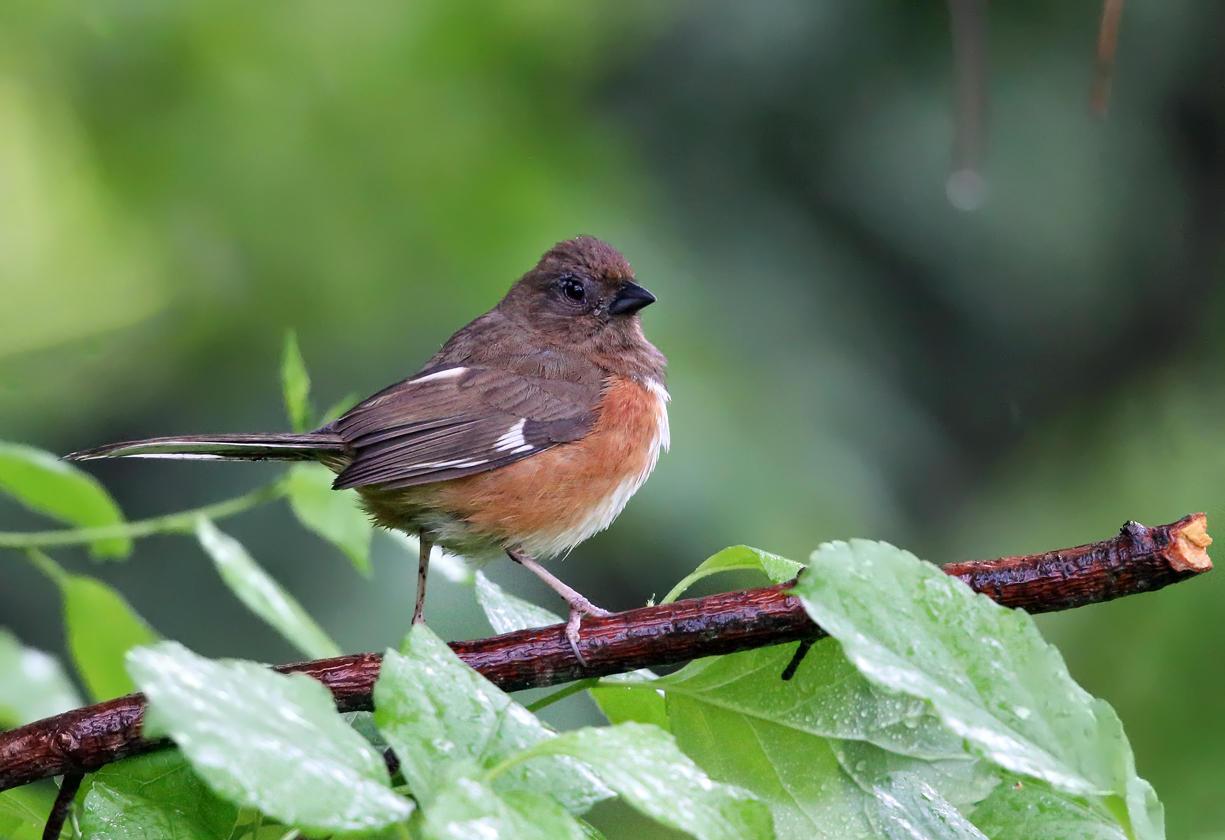 Eastern Towhee - Pipilo erythrophthalmus  (female with eye problems)