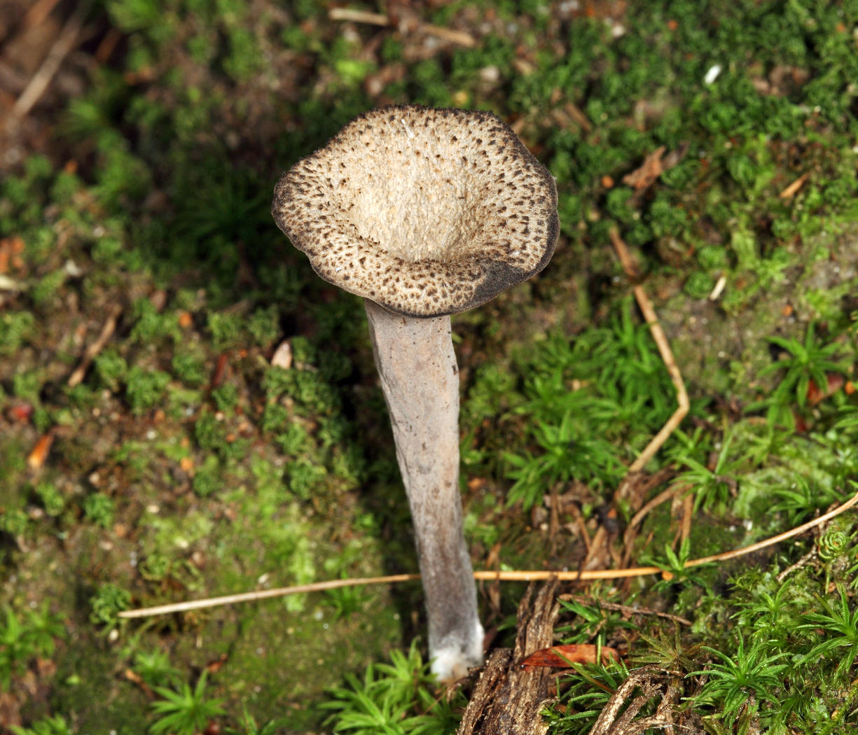 Craterellus fallax (Black Trumpet)